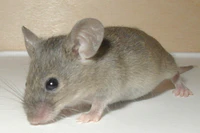 Mouse-19-Dec-2004.jpg