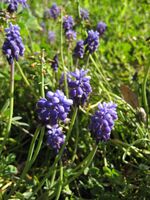 Muscari botryoides Texas.JPG