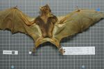 Naturalis Biodiversity Center - RMNH.MAM.22927.b dor - Brachyphylla cavernarum - skin.jpeg