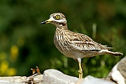 Occhione Lazio 2015.jpg