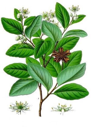 Quillaja saponaria - Köhler–s Medizinal-Pflanzen-119.jpg