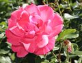 Rosa Ricarda.jpg