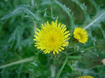 Sonchus asper2.jpg