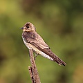 Southern rough-winged swallow (Stelgidopteryx ruficollis ruficollis).JPG