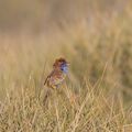 Stipiturus ruficeps 67721060.jpg