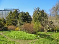 Ботанический сад СПбГУ 13.jpg