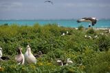 Albatross birds at Northwest Hawaiian Islands National Monument, Midway Atoll, 2007March01.jpg
