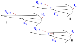 Asilidae wing veins radius variants-2.svg