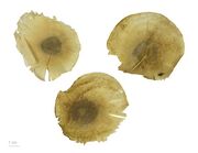 Aspidosperma sp. MHNT.BOT.2004.0.257.jpg