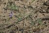 Astragalus arenarius kz1.jpg