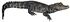 Bristol.zoo.westafrican.dwarf.croc.arp. white background.jpg