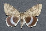 Catocala fraxini1.jpg