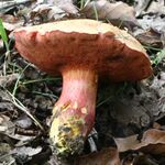 Chalciporus rubinus 20070624w1.JPG