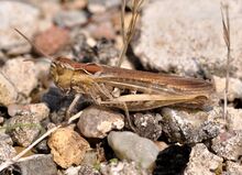 Chorthippus apricarius qtl1.jpg