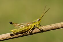 Chrysochraon dispar male (22285331536).jpg