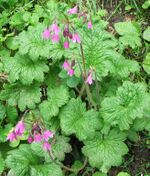 Cortusa matthioli a1.jpg