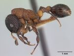Dilobocondyla fouqueti casent0178565 profile 1.jpg