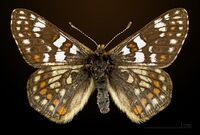 Euphydryas cynthia MHNT CUT 2013 3 28 Col de Granon male dorsal.jpg