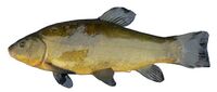 FemaleTench1.JPG