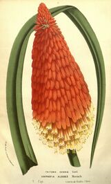 Flore des serres v13 187a.jpg