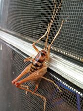 Giant Camel Cricket (14766038897).jpg