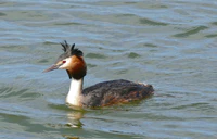 Great Crested Grebe (Podiceps cristatus) (26735133762).jpg