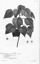 Hortus Cliffortianus (TAB. XVI) BHL397051.jpg