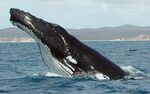 Humpback Whale fg1 cropped.JPG