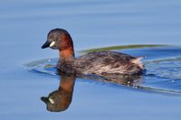 Little grebe Zwergtaucher.jpg
