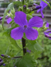 Lunaria annua flower.jpg