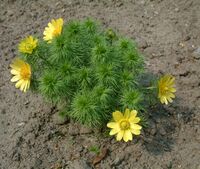 Miłek wiosenny Adonis vernalis RB1.JPG