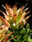 Mimetes fimbrifolius (5211424654).jpg