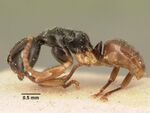 Overbeckia subclavata casent0101191 profile 1.jpg