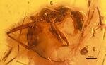 Paraneuretus tornquisti GZG-BST04675 profile.jpg