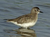 Pluvialis squatarola.jpg