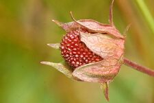 Potentilla.palustris3.-.lindsey.jpg