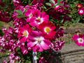 Rosa 'Libertas' 01.jpg