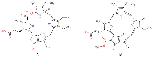 A&nbsp;— Люциферин динофлагеллят (R = H) и Euphausiidae (R = OH) B&nbsp;— хлорофилл C1