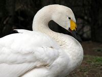 Zwergschwan-04.jpg