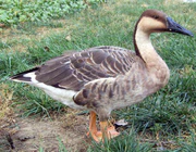 Anser cygnoides-Beijing.jpg