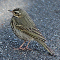 Anthus hodgsoni a1.JPG