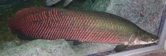 Arapaima gigas 01.JPG