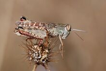Calliptamus italicus male (5011948379).jpg