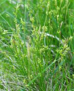 Carex alba.jpg