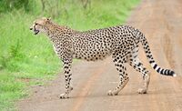 Cheetah (Acinonyx jubatus) on the road (16509940256), crop.jpg