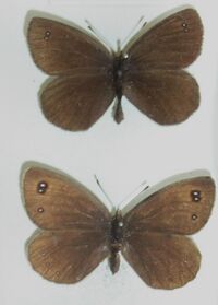 Erebiamelas.1.jpg