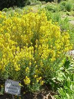 Genista tinctoria1.jpg