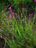 Gladiolus palustris 001.JPG