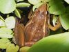 Grenouille Ptychadena mascareniensis.JPG