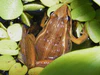 Grenouille Ptychadena mascareniensis.JPG